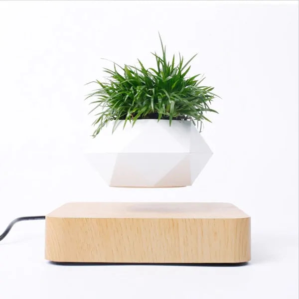 Levitating Plant Bonsai Weed Bamboo
